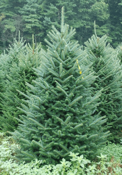 Fraser Fir Christmas Tree