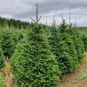 christmas tree wholesale