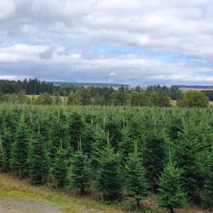 wholesale xmas trees