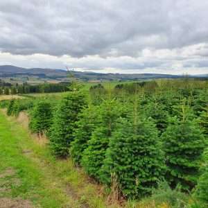 christmas tree wholesale
