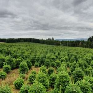 christmas trees for sale
