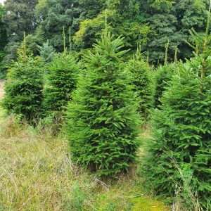 real christmas trees for sale