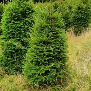 real christmas trees for sale
